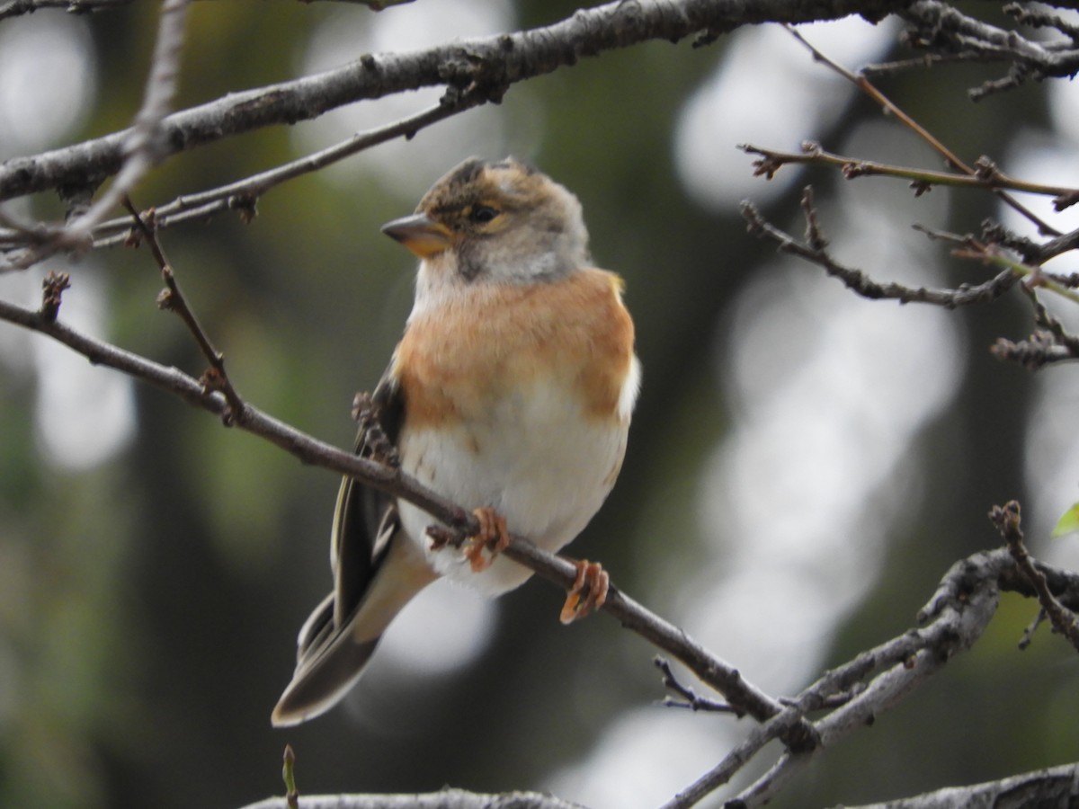 pěnkava jikavec - ML645849141