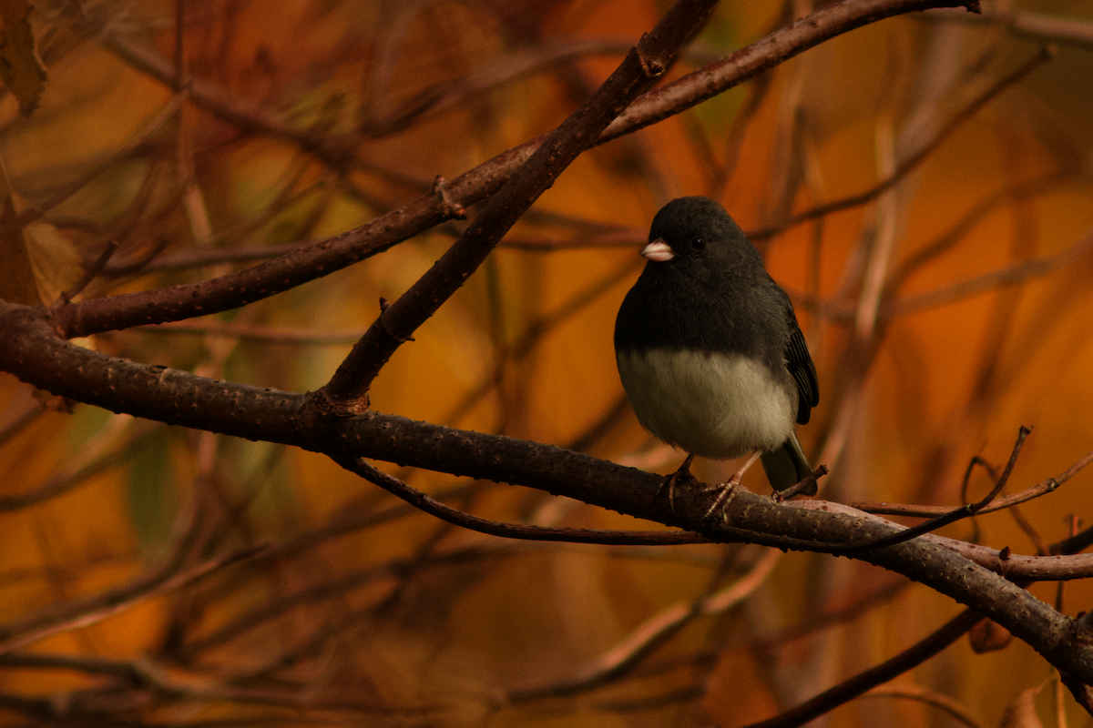 Dark-eyed Junco - ML645849144