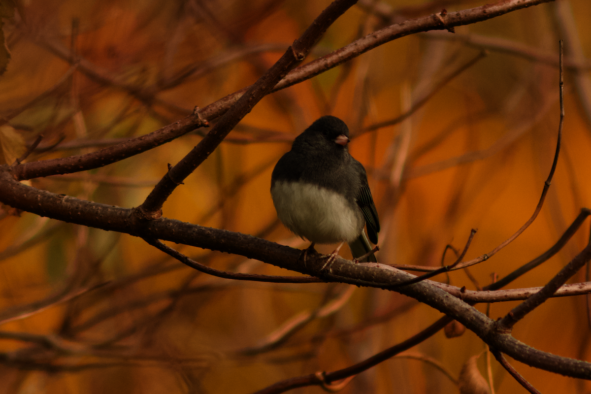 Dark-eyed Junco - ML645849145