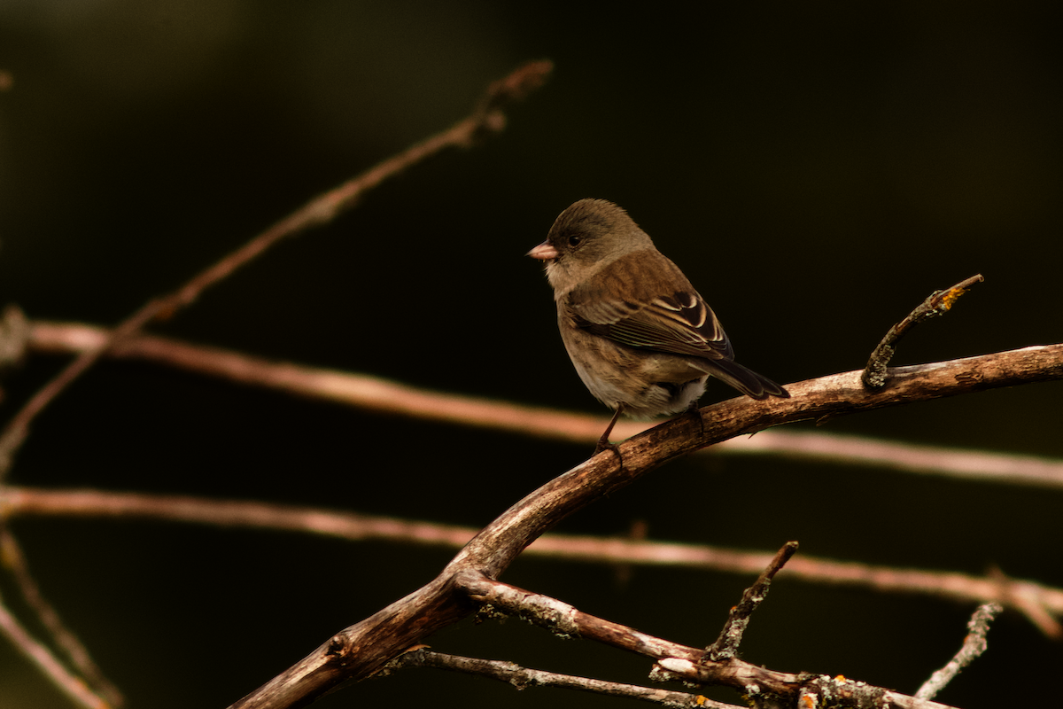 Dark-eyed Junco - ML645849146