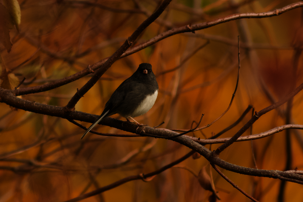 Dark-eyed Junco - ML645849147