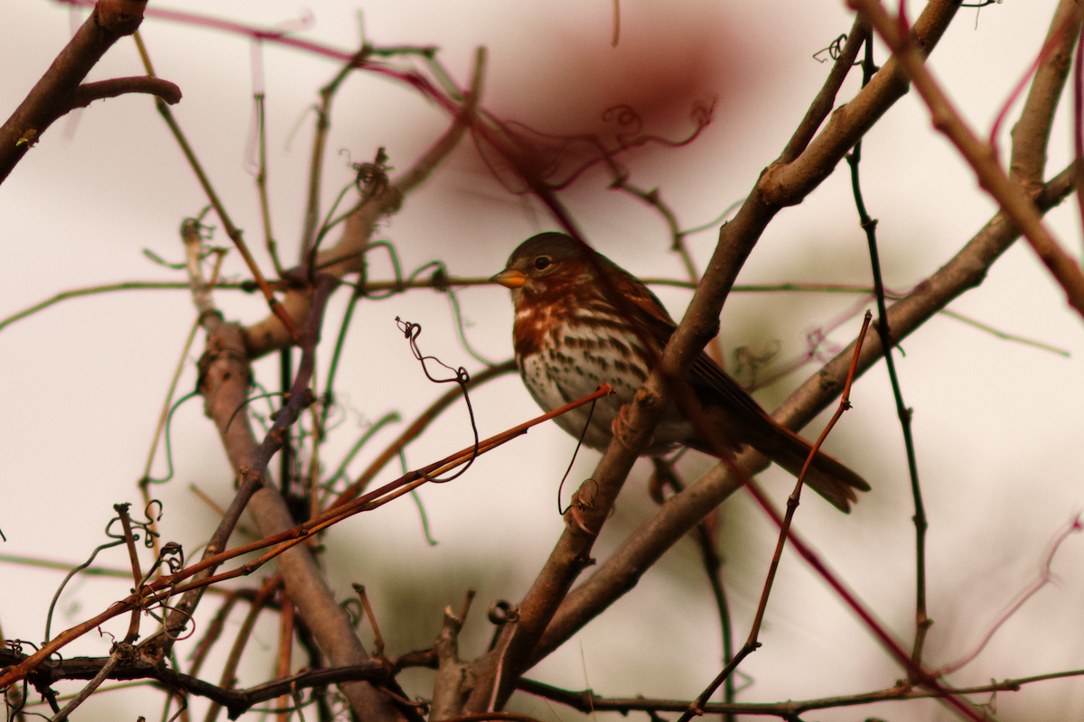 Fox Sparrow - ML645849148