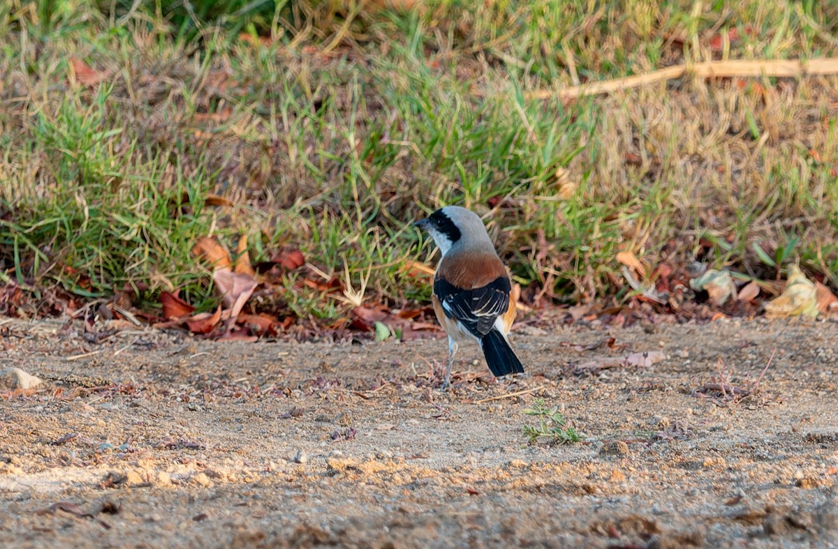 Bay-backed Shrike - ML645849150