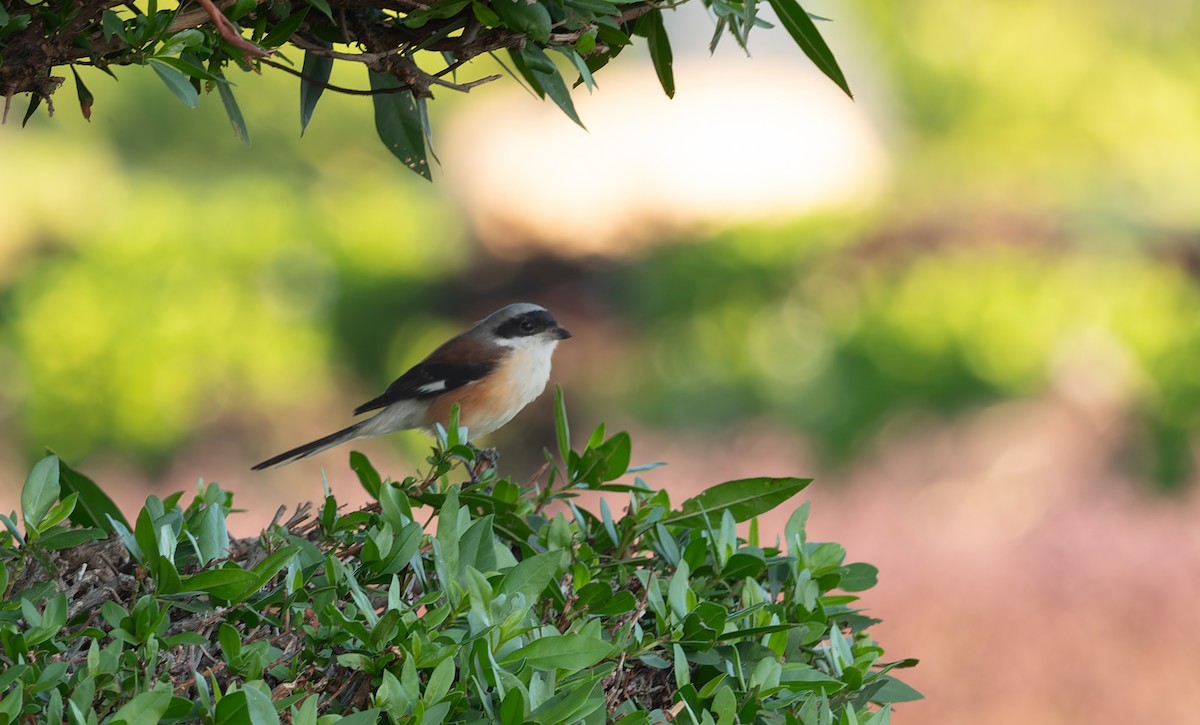 Bay-backed Shrike - ML645849151