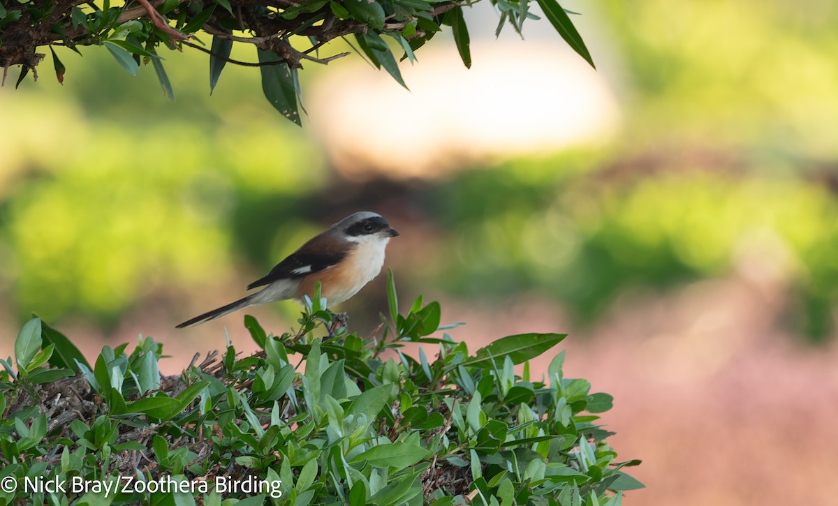 Bay-backed Shrike - ML645849152