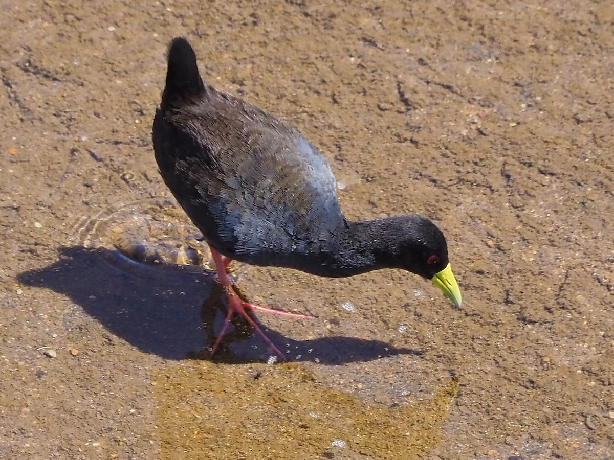 Black Crake - ML645849153