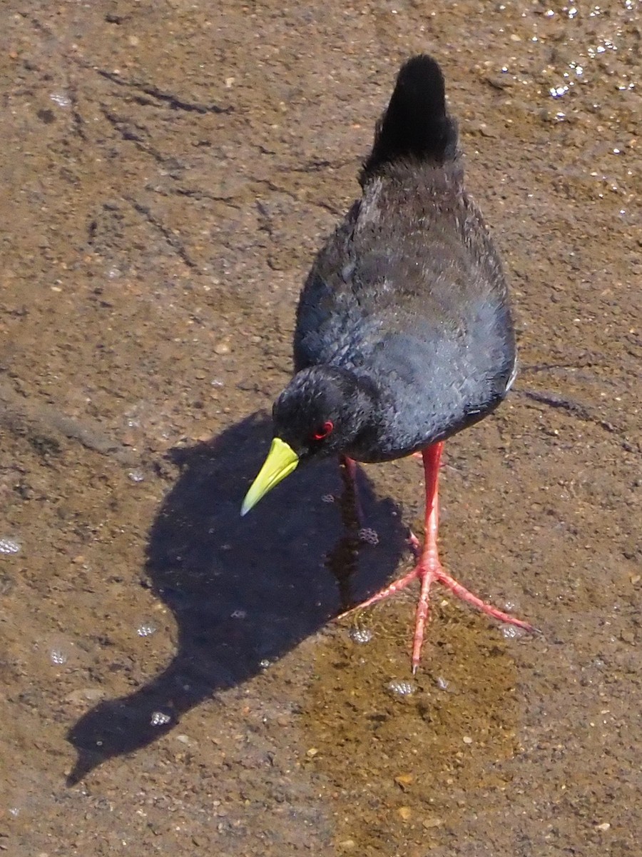 Black Crake - ML645849154