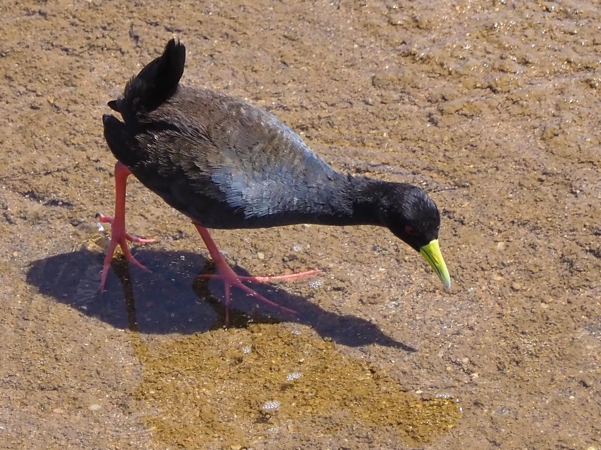 Black Crake - ML645849155