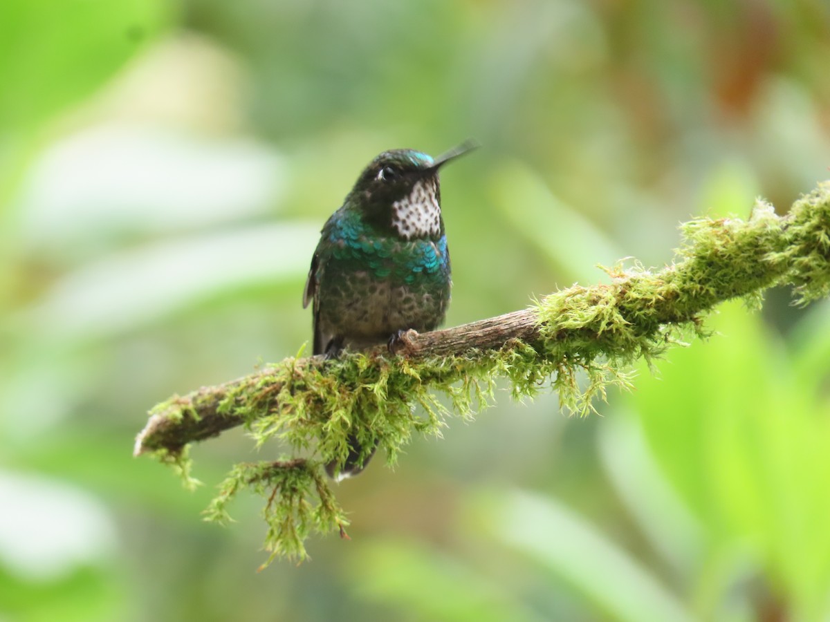 Tourmaline Sunangel - ML645849156