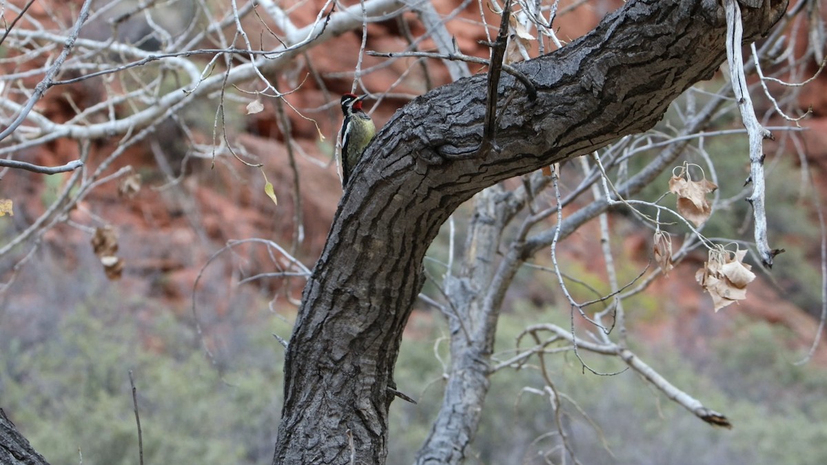 kanadasevjespett/rødnakkesevjespett - ML645849157