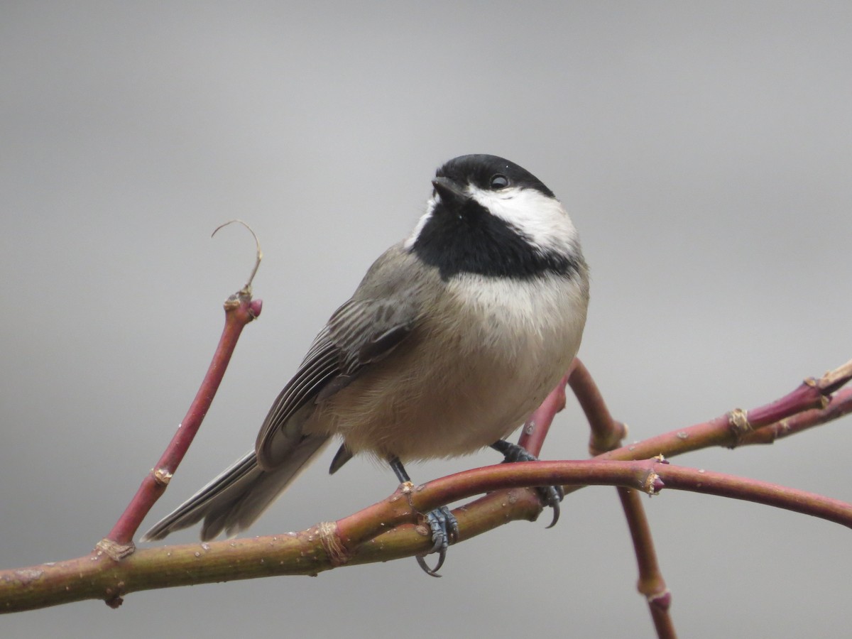 Carolina Chickadee - ML645849158