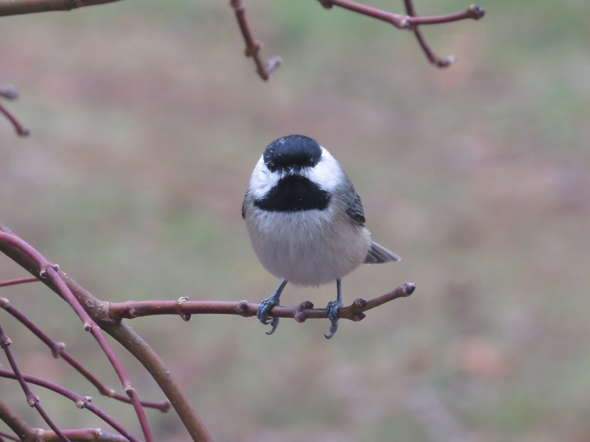 Carolina Chickadee - ML645849159