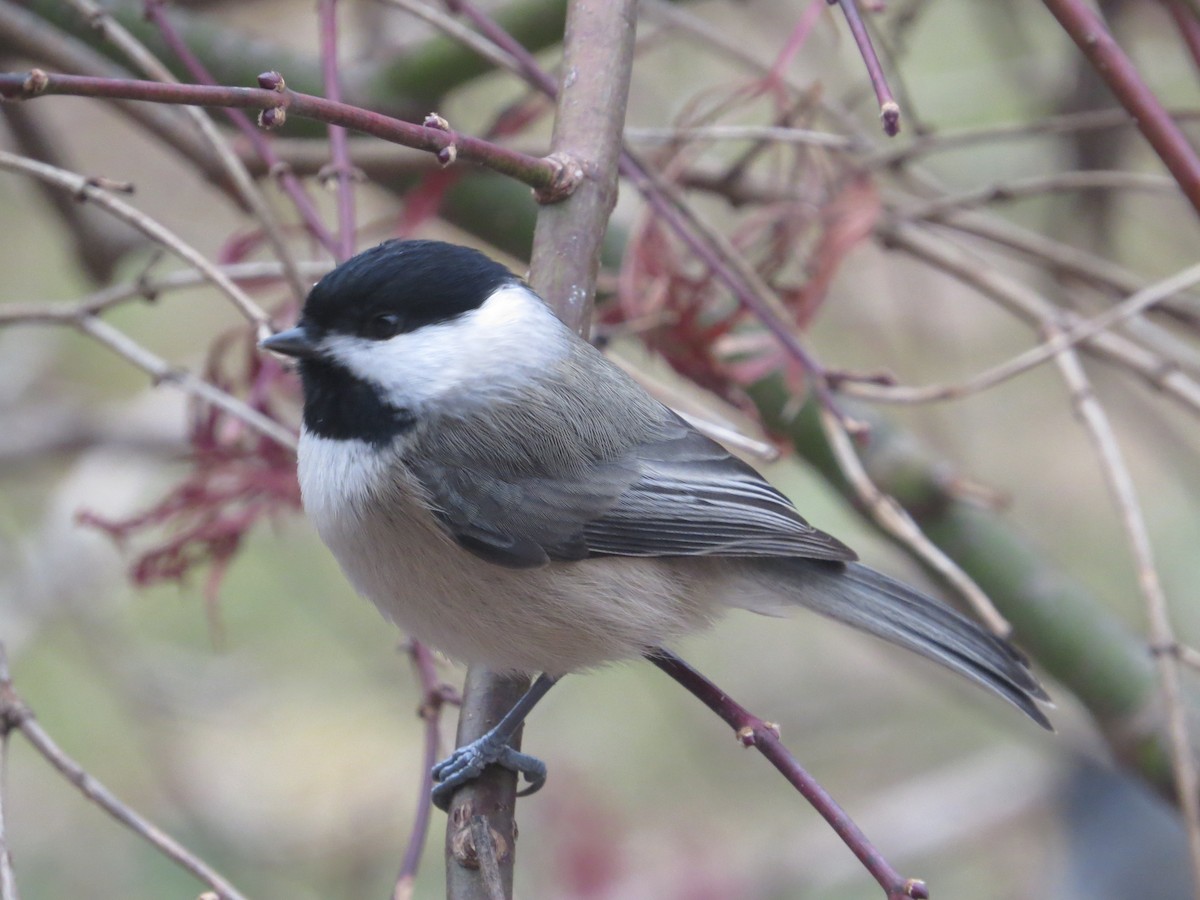 Carolina Chickadee - ML645849160