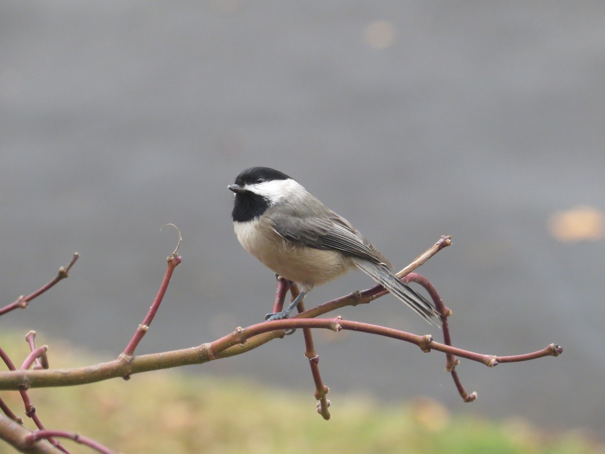 Carolina Chickadee - ML645849161