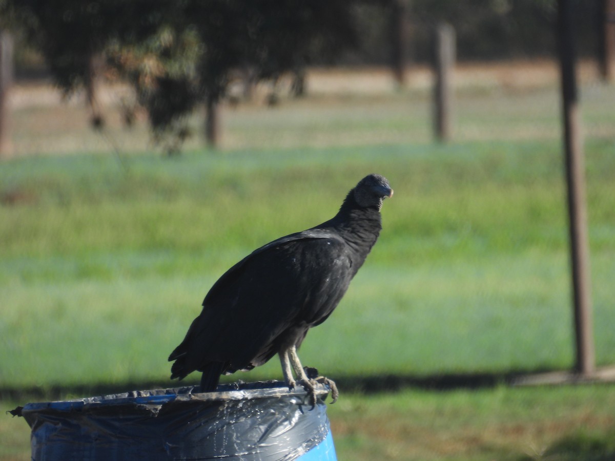 Black Vulture - ML645849169