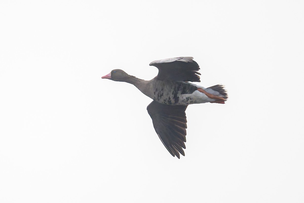 Greater White-fronted Goose - ML645849174