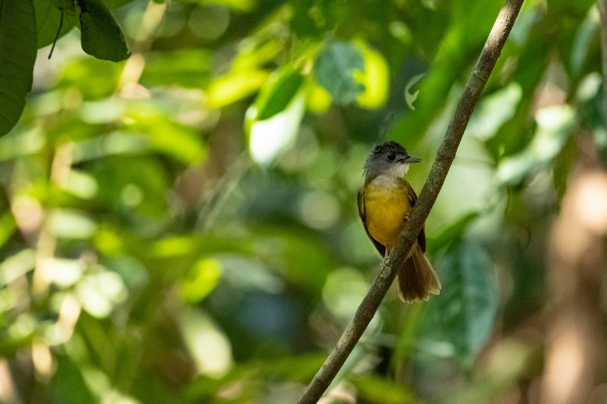 Bulbul Capirotado - ML645849188