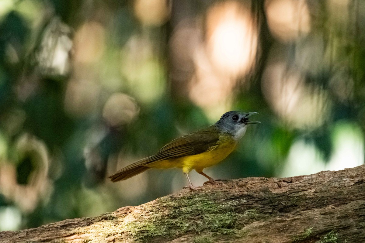 Bulbul Capirotado - ML645849192