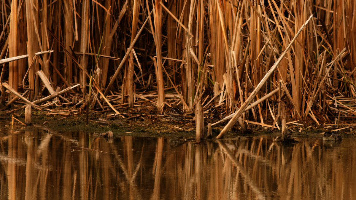 Американский бекас - ML645849194