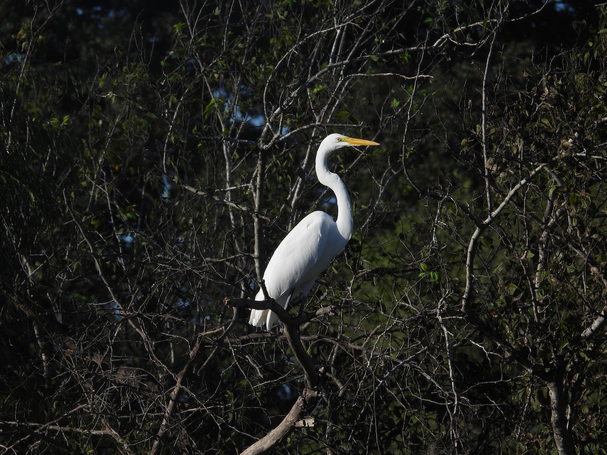 Большая белая цапля - ML645849195