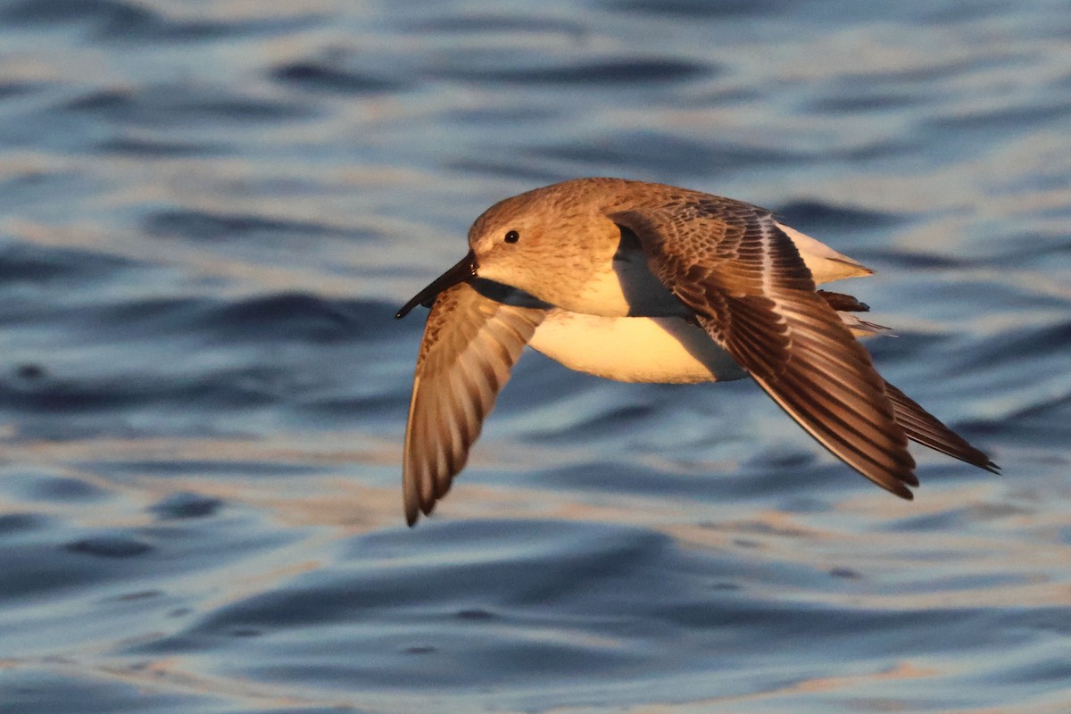 Чернозобик - ML645849196