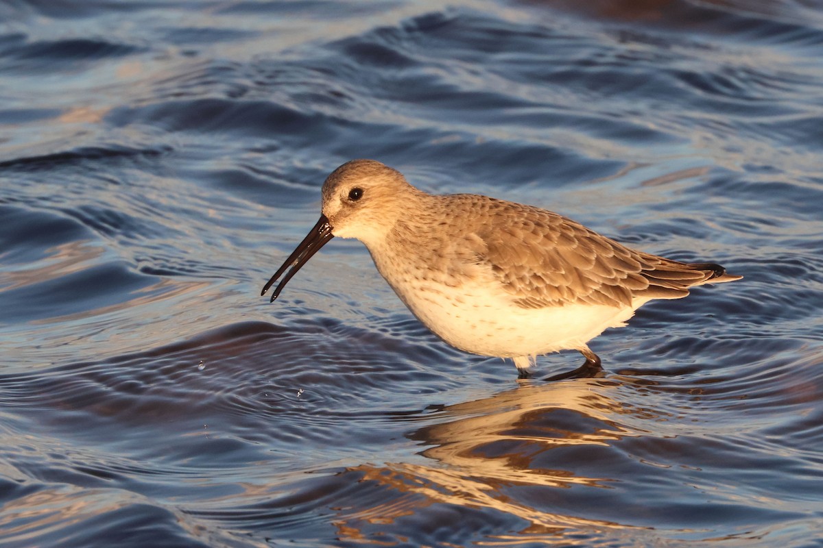 Чернозобик - ML645849197