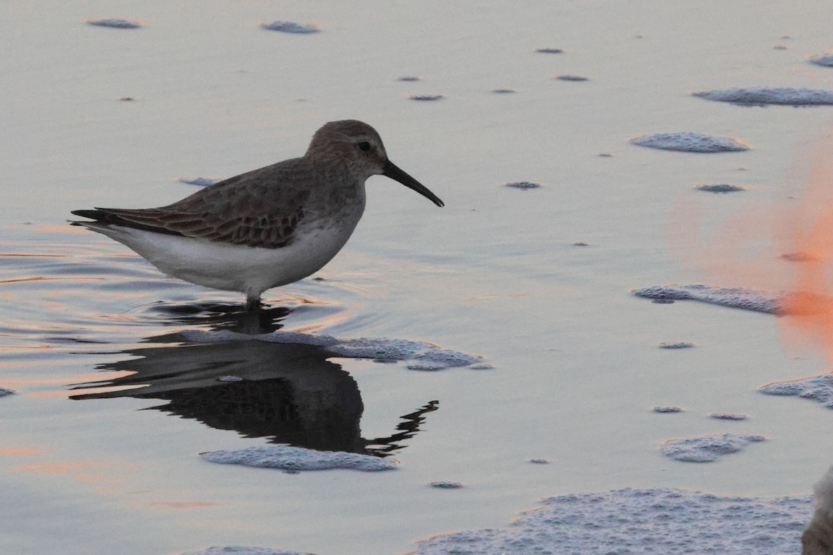 Чернозобик - ML645849198