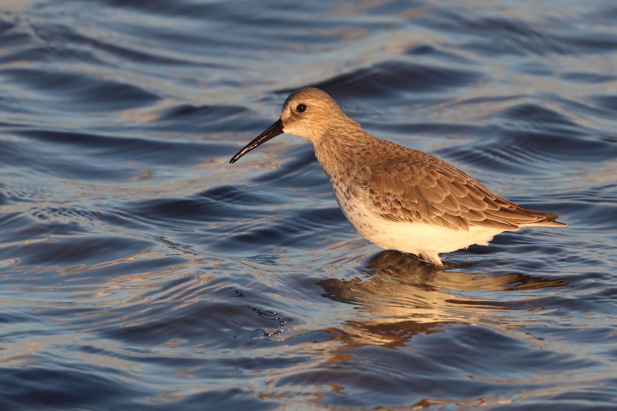 Чернозобик - ML645849199