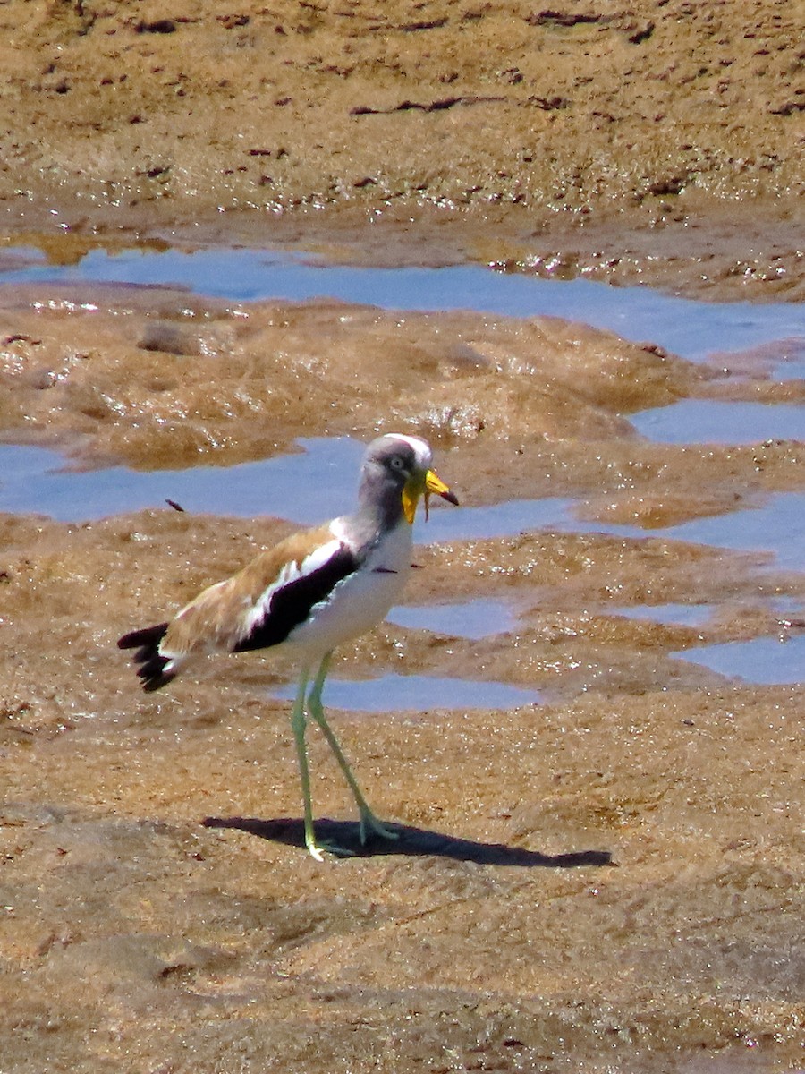 Белоголовый чибис - ML645849200