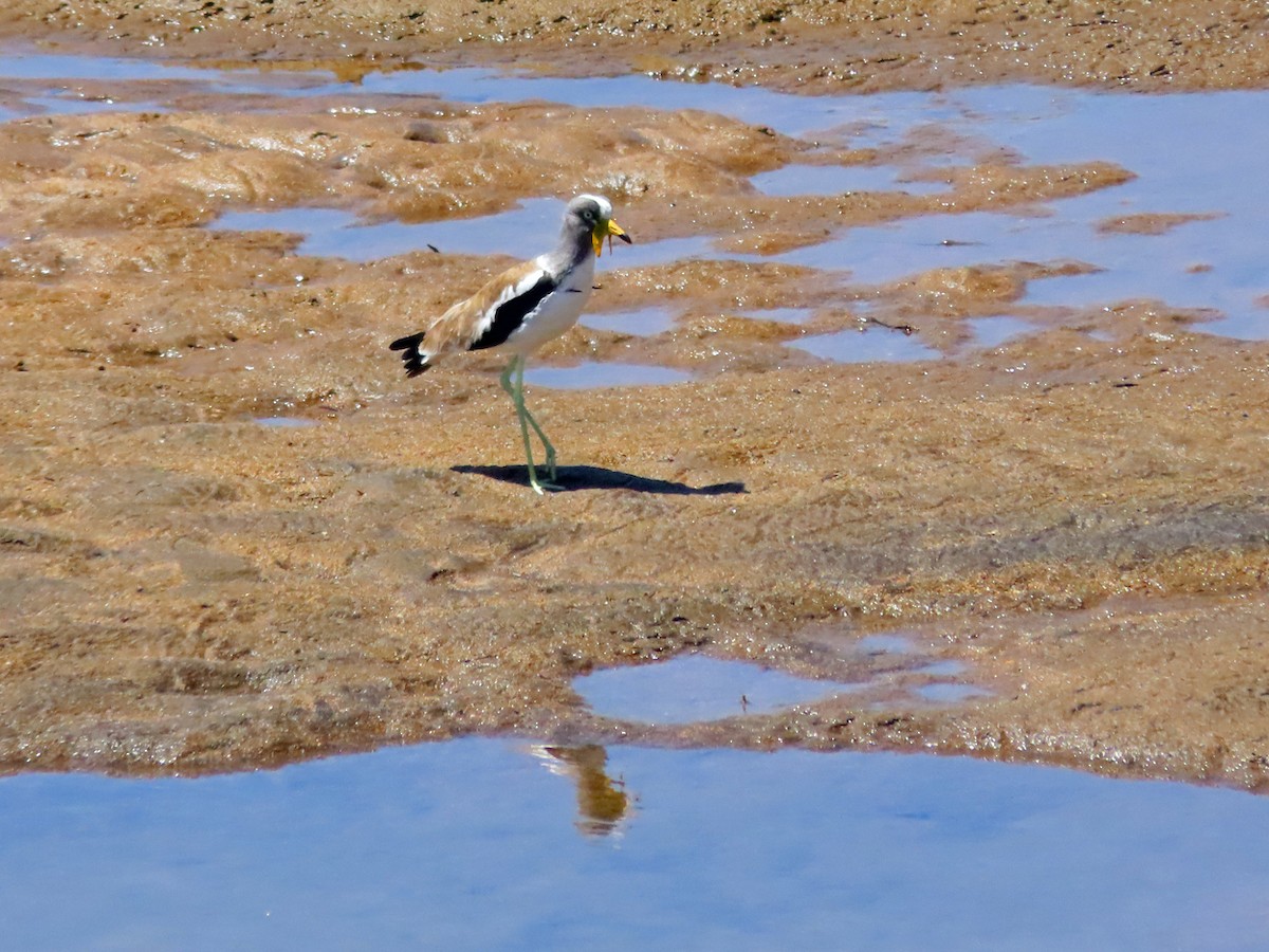 Белоголовый чибис - ML645849201