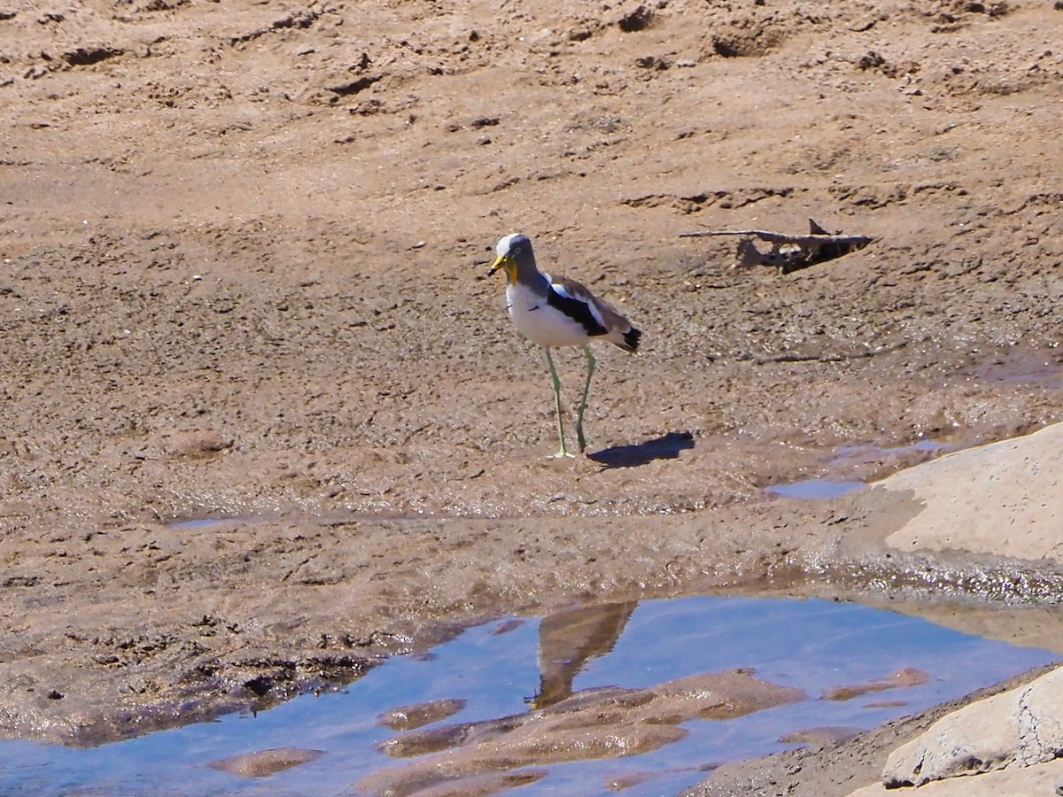 Белоголовый чибис - ML645849202