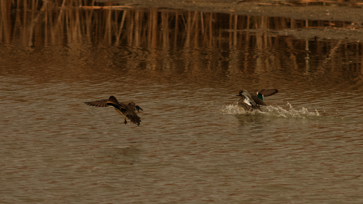 Чирок-свистунок - ML645849203