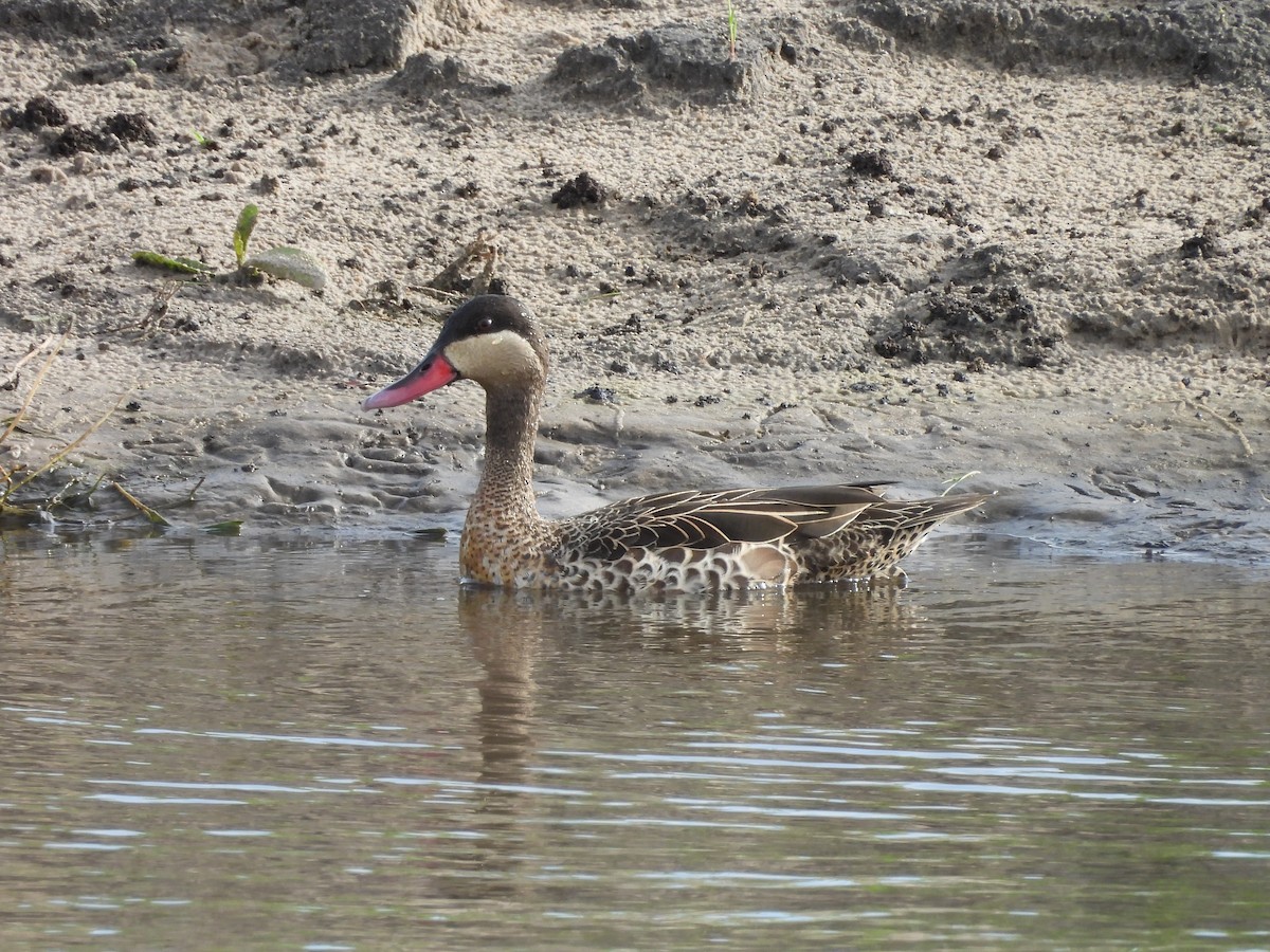 Красноклювая шилохвость - ML645849205