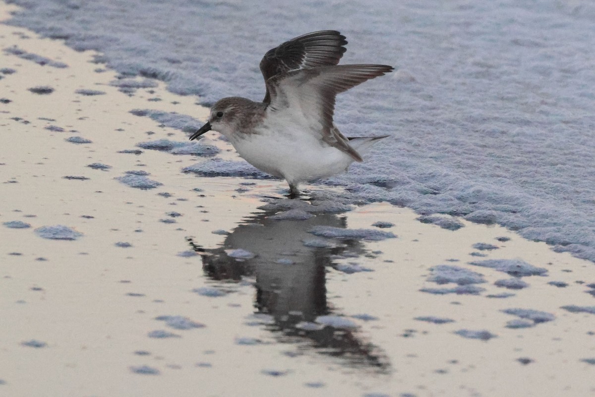 Кулик-воробей - ML645849206