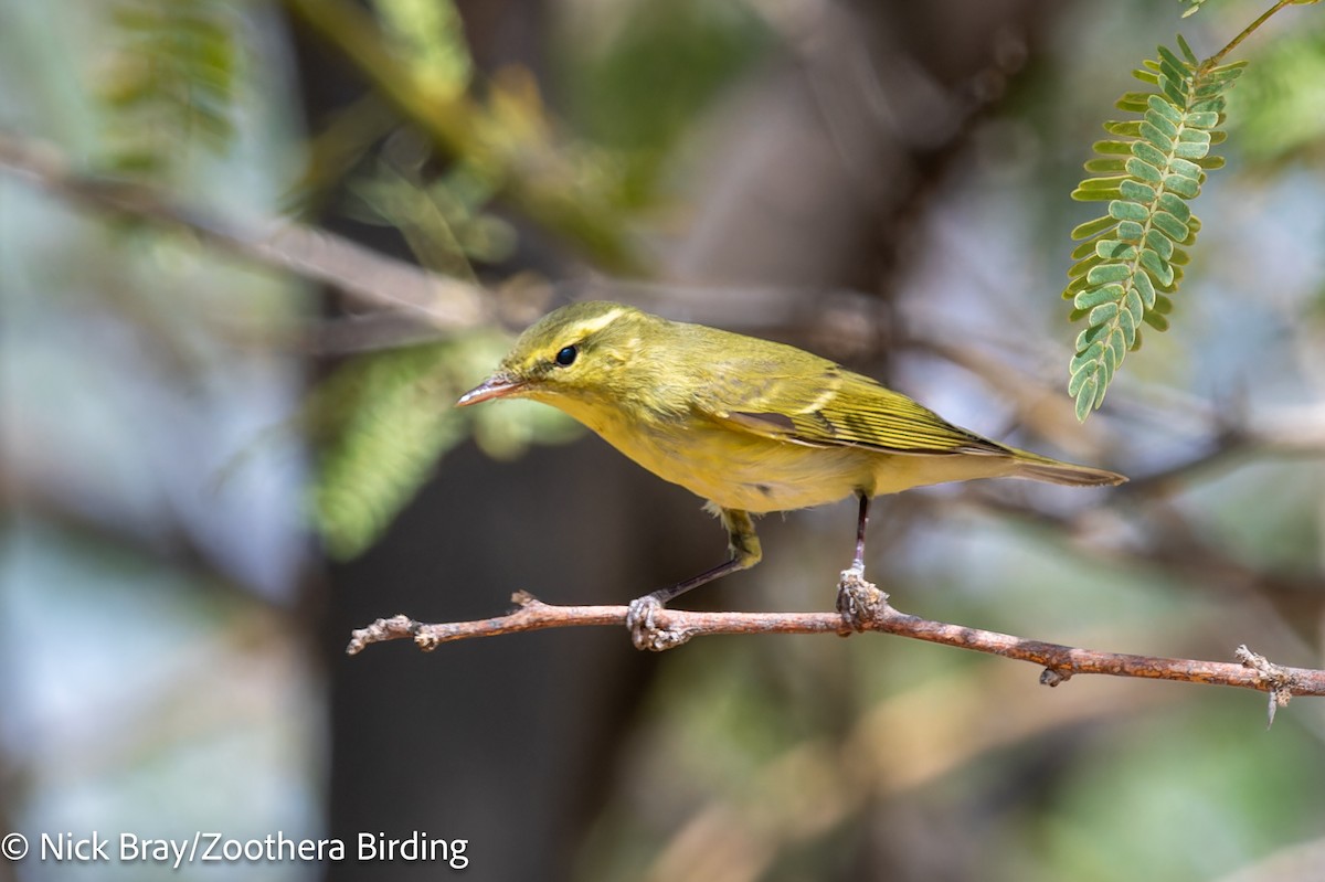 Желтобрюхая пеночка - ML645849207