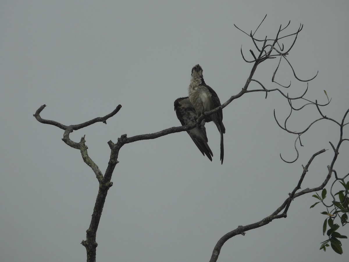 Скопа - ML645849208