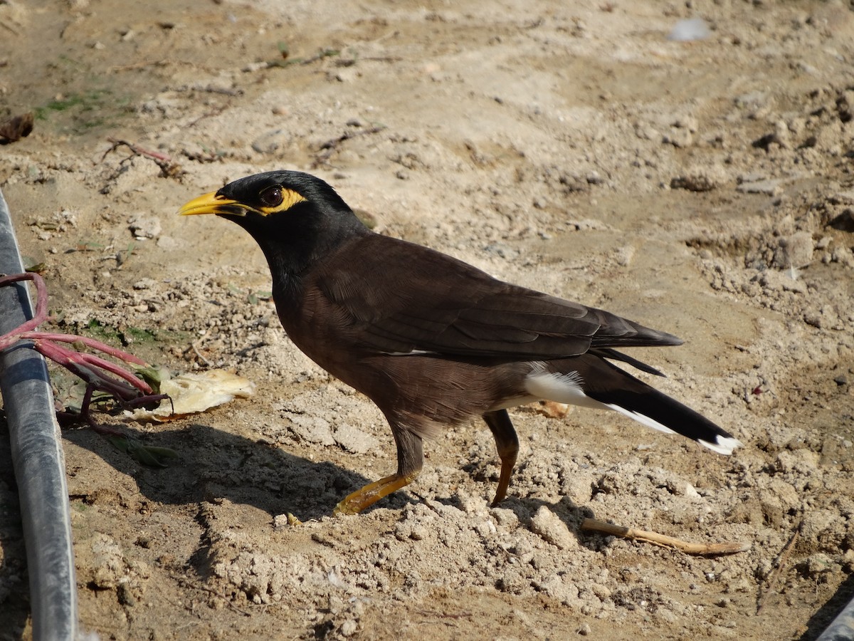 Майна - ML645849209