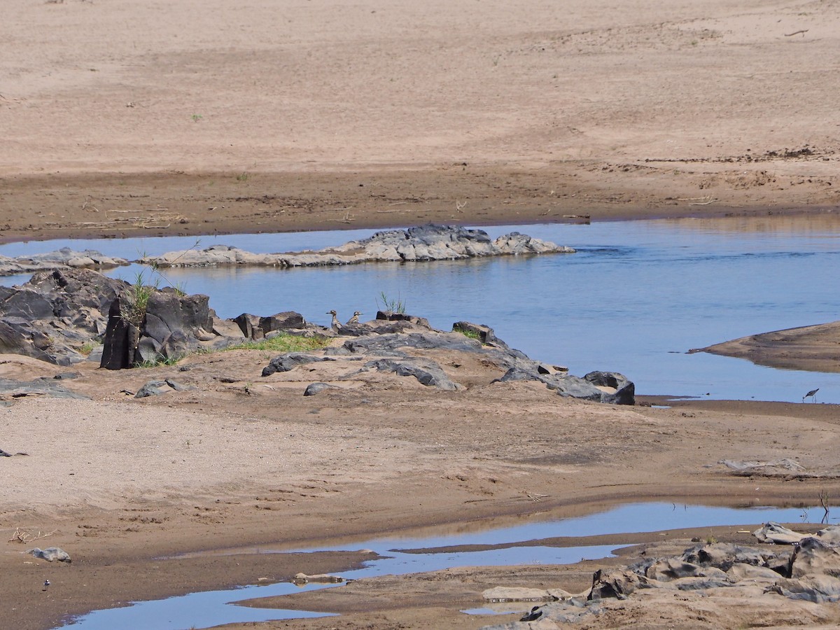 Водяная авдотка - ML645849210