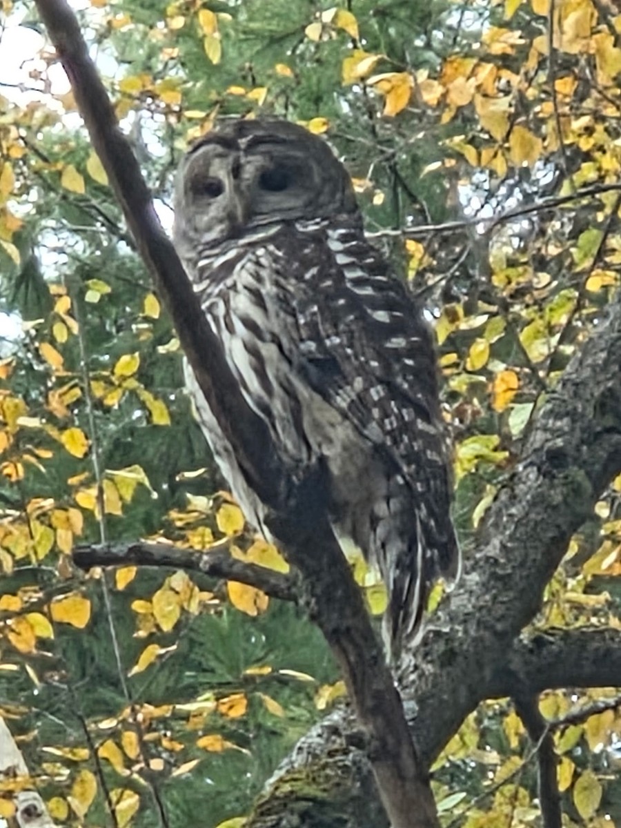 Полосатая неясыть - ML645849212