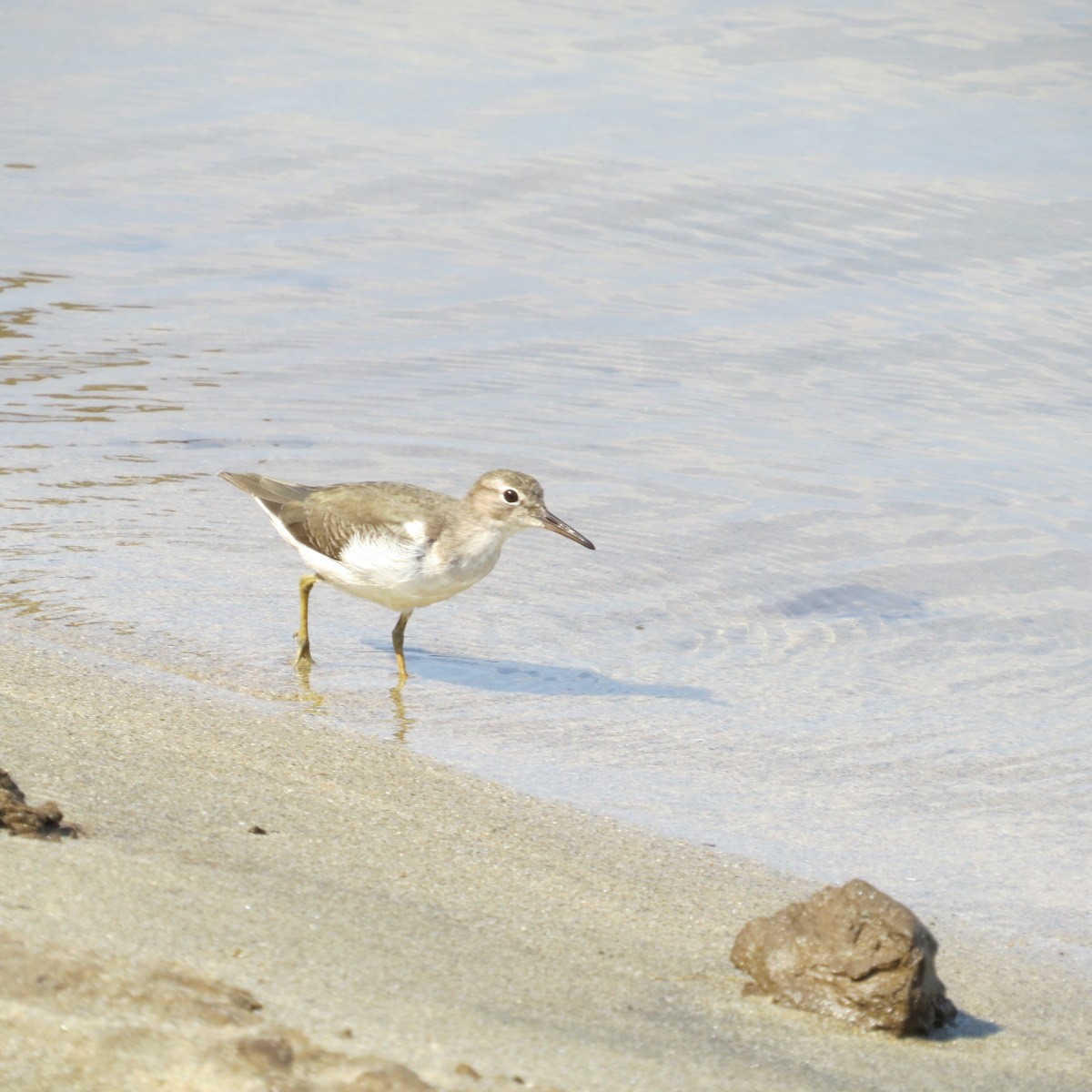 Пятнистый перевозчик - ML645849213