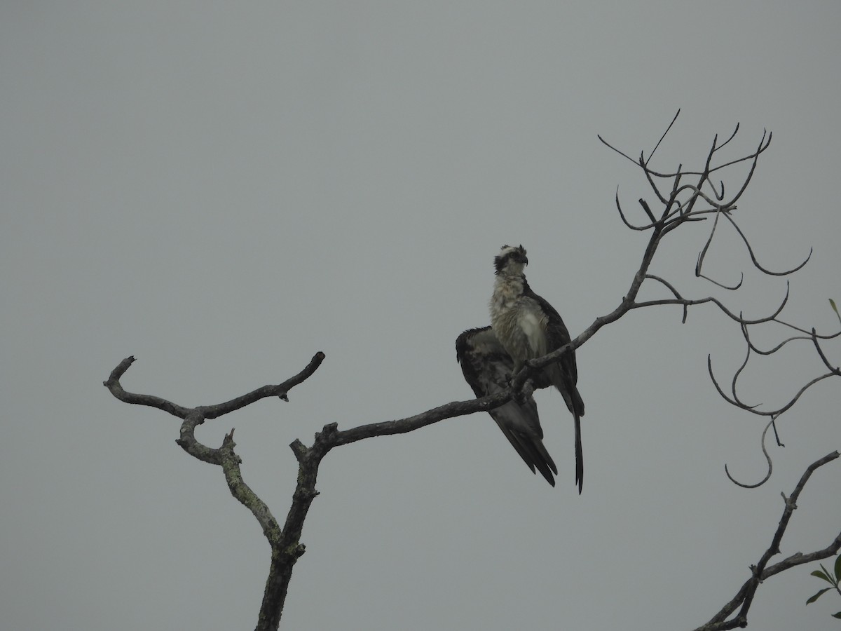 Скопа - ML645849214