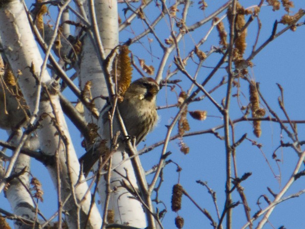 Чечётка - ML645849215