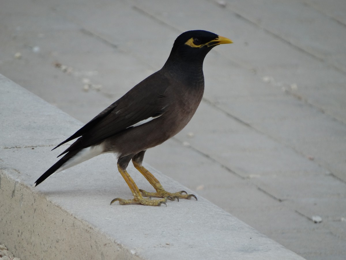 Майна - ML645849216