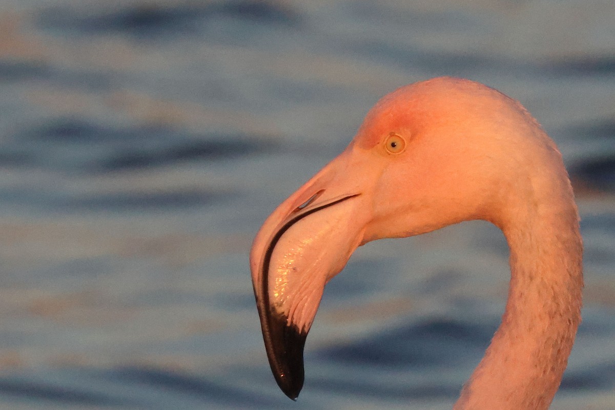 Розовый фламинго - ML645849217