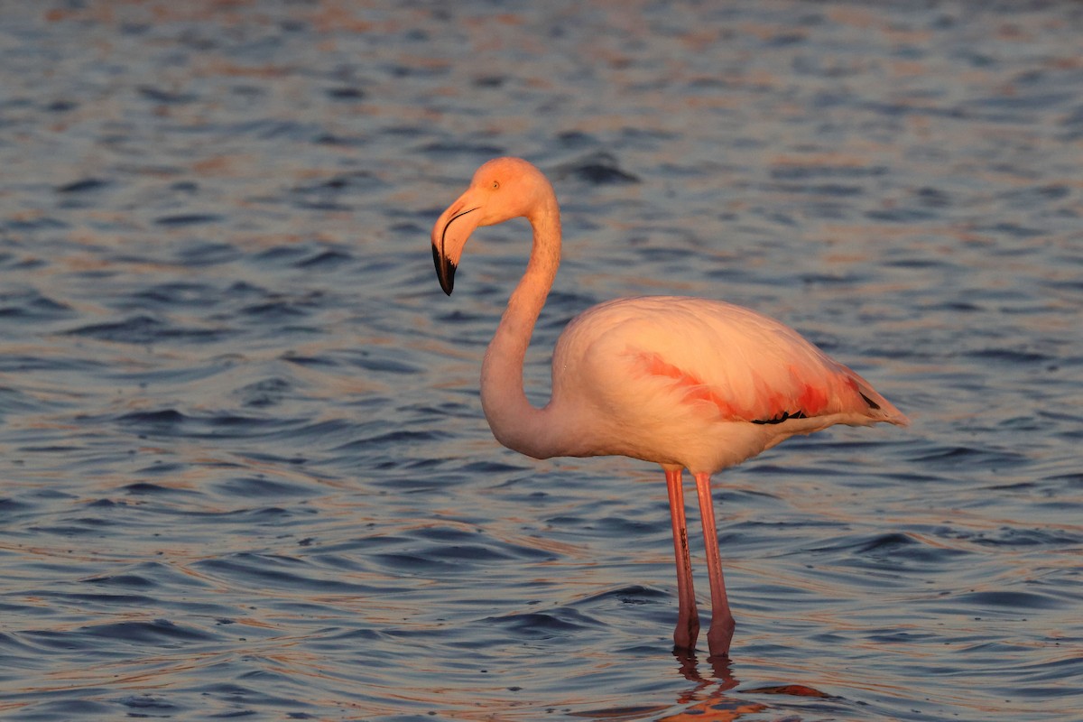 Розовый фламинго - ML645849218