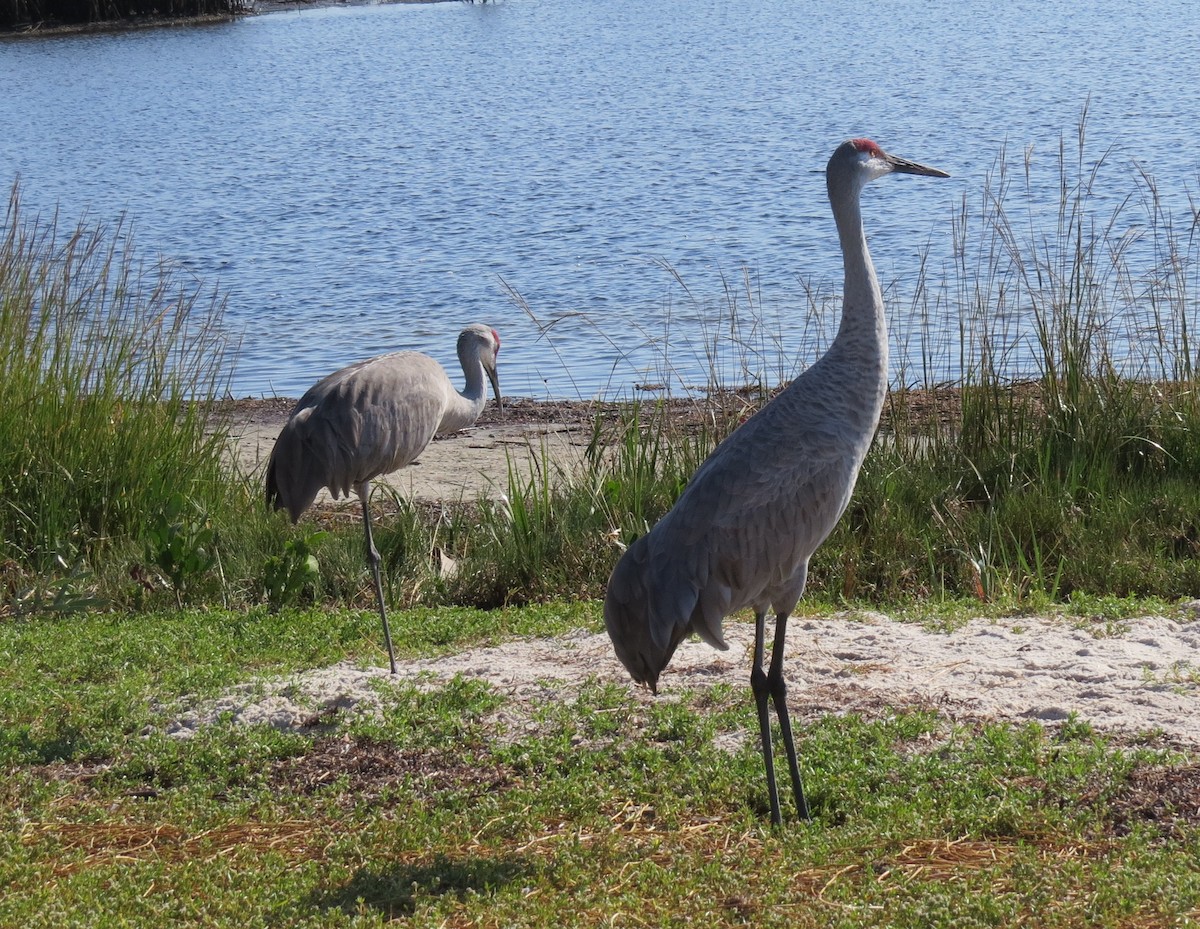 Канадский журавль - ML645849221