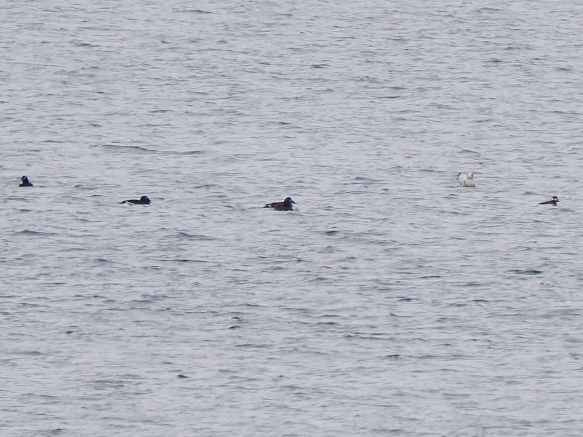 Белокрылый турпан - ML645849222