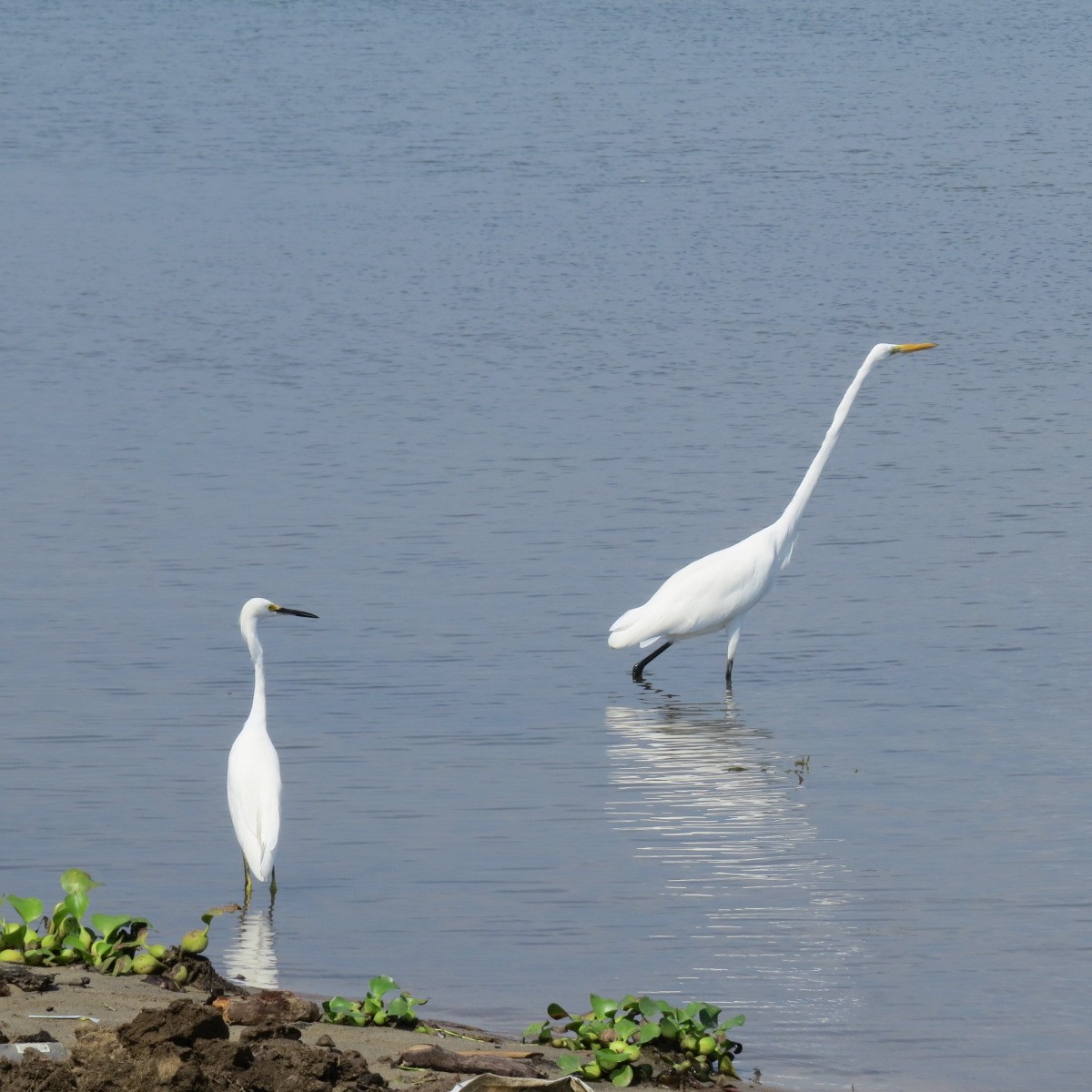Снежная цапля - ML645849223
