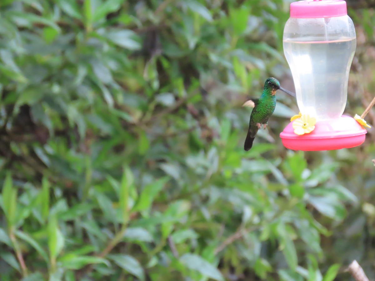 Бледнокрылый инка - ML645849224