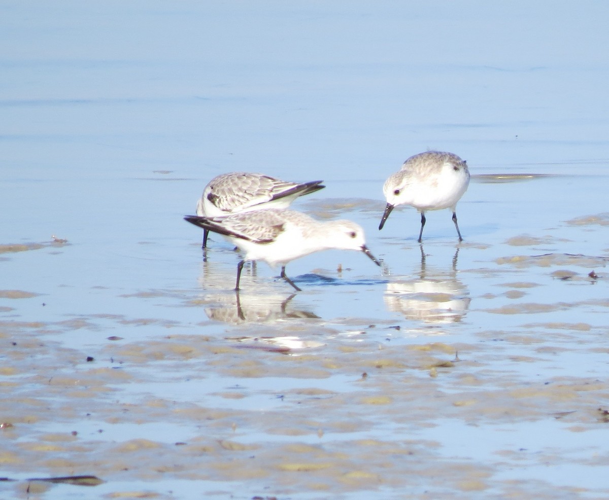 Piovanello tridattilo - ML645849227